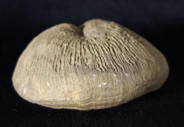 Cyclolites sp. (LAMARCK 1801) - Bild © FossNet FossilienStore